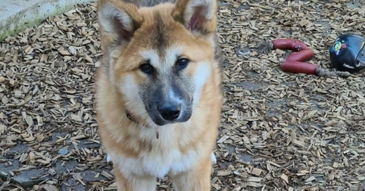Würzburg: Illegaler Hundehandel - Tierheim bittet um ...